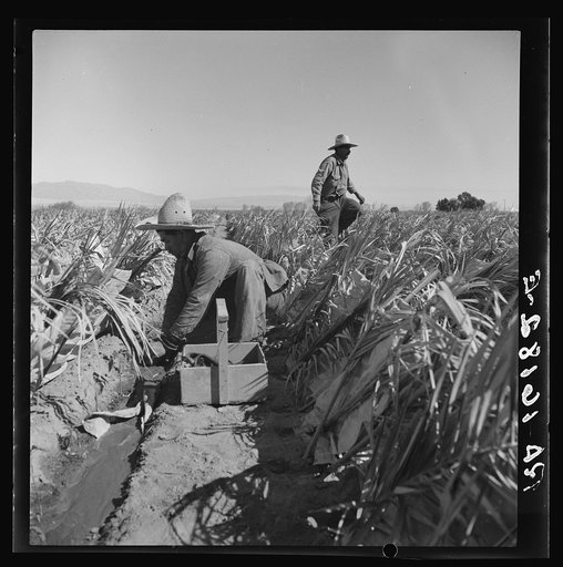 Desert agriculture. Brushed chili field. Replanting chili plants on a Japanese-owned ranch. Imperial Valley, California
