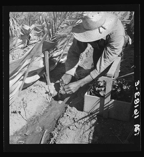 Desert agriculture. Brushed chili field. Replanting chili plants on a Japanese-owned ranch. Imperial Valley, California