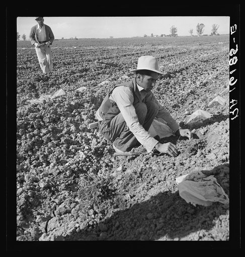One of a Mexican gang of migratory laborers thinning and weeding cantaloupe plants at thirty cents an hour; the young plants are capped with wax paper spread over a wire wicket to protect against cold and accelerate growth. Imperial Valley, California