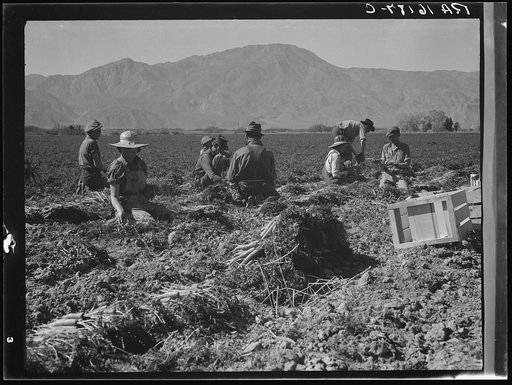 Carrot pullers from Texas, Oklahoma, Missouri, Arkansas and Mexico. Coachella Valley, California. "We come from all states and we can't make a dollar a day in the field no ways. Working in the field from seven in the morning till twelve noon we earn an average of thirty-five cents"