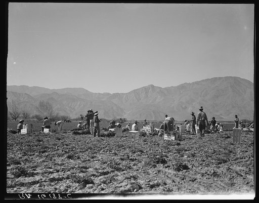 Carrot pullers from Texas, Oklahoma, Missouri, Arkansas and Mexico. Coachella Valley, California. "We come from all states and we can't make a dollar a day in the field no ways. Working in the field from seven in the morning till twelve noon we earn an average of thirty-five cents"