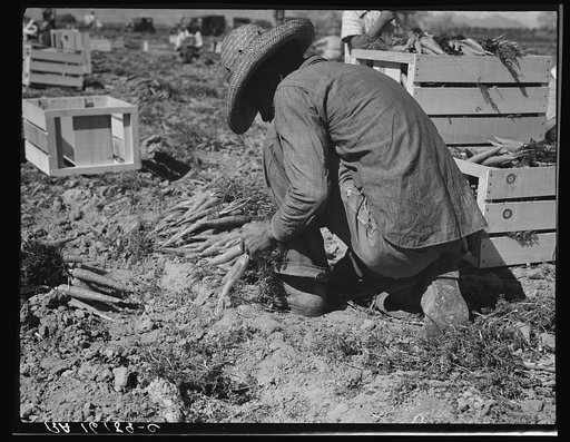 One of the hundred carrot pullers in this field in the Coachella Valley, California