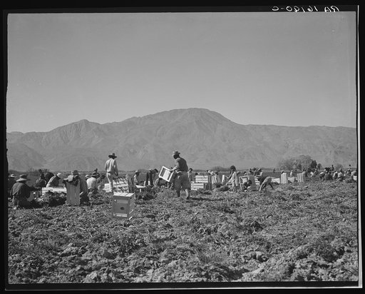 Carrot pullers from Texas, Oklahoma, Missouri, Arkansas and Mexico.  Coachella Valley, California