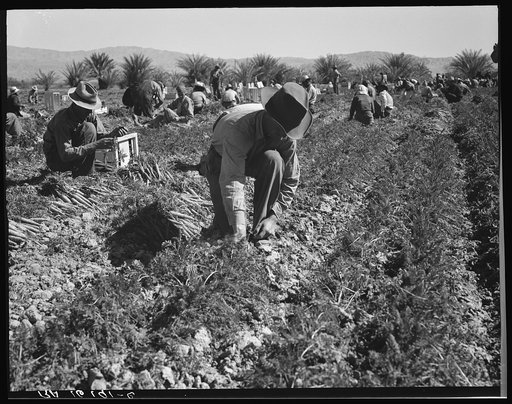 Carrot pullers from Texas, Oklahoma, Missouri, Arkansas and Mexico.  Coachella Valley, California