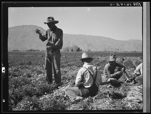 Some of the carrot pullers in the Coachella Valley. There are one hundred people in this field coming from Mexico, Texas, Oklahoma, Arkansas and Missouri. California