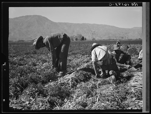 Some of the carrot pickers in the Coachella Valley. There are one hundred people in this field coming from Texas, Oklahoma, Arkansas, Missouri and Mexico. California