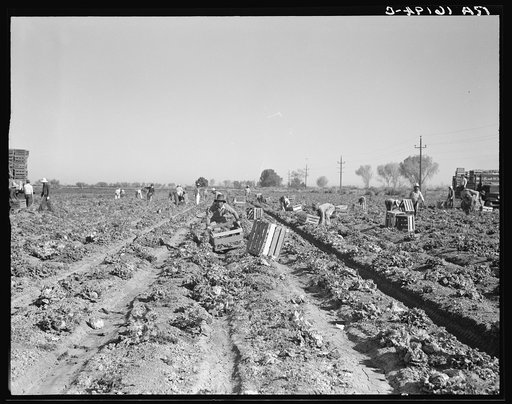 Lettuce cutting in the Imperial Valley, California. A Filipino crew of fifty-five boys, migrants