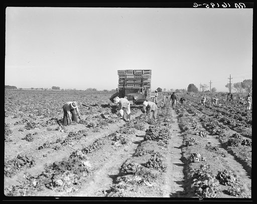 Lettuce cutting in the Imperial Valley, California. A Filipino crew of fifty-five boys, migrants