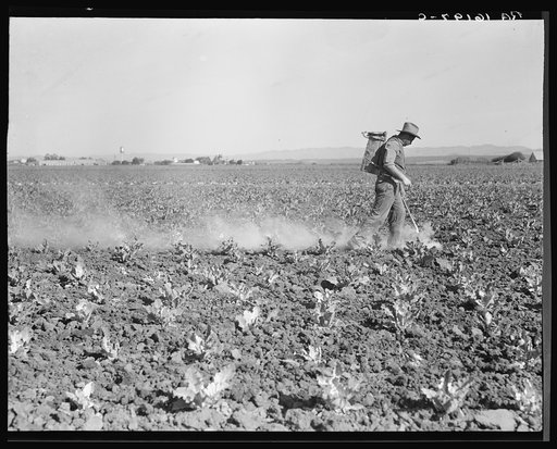Dusting cauliflower plants near Santa Maria, California