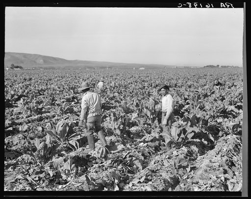 Filipino boys cutting cauliflower (gang labor) near Santa Maria, California