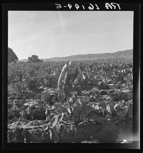 Filipino boy, one of a labor gang, cutting cauliflower near Santa Maria, California