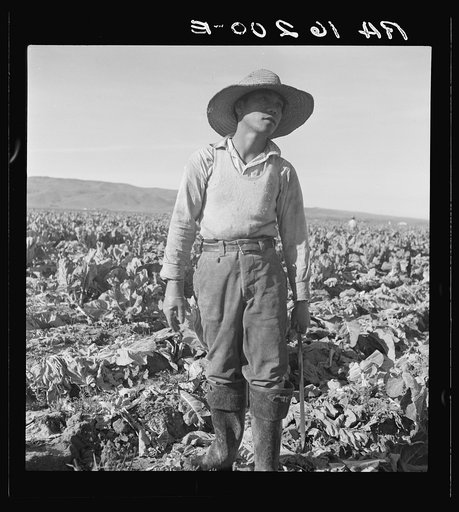 Filipino boy of a labor gang cutting cauliflower near Santa Maria, California