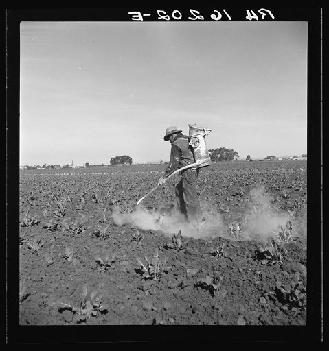 Dusting cauliflower plants near Santa Maria, California