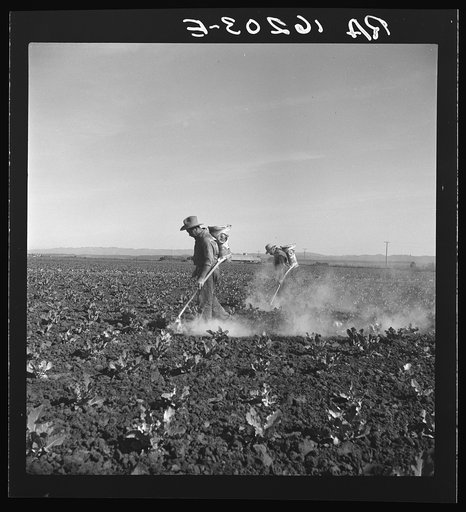 Dusting cauliflower plants near Santa Maria, California
