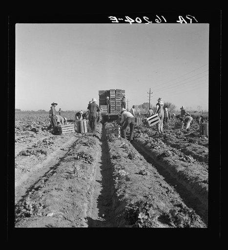 Filipino crew of fifty-five boys cutting and loading lettuce. Imperial Valley, California