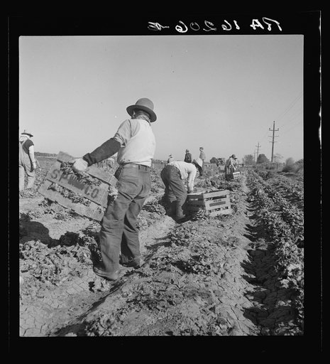 Filipino crew of fifty-five boys cutting and loading lettuce. Imperial Valley, California
