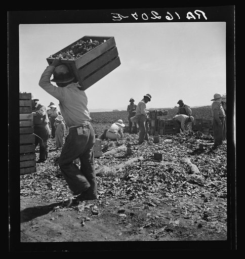 Carrot pullers from Texas, Oklahoma, Arkansas, Missouri and Mexico. Coachella Valley, California. "We come from all states and we can't make a dollar a day in this field noways. Working from seven in the morning till twelve noon we earn an average of thirty five cents"