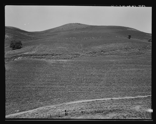 The pea fields of the California coast