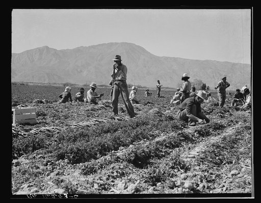 Coachella Valley, California. Carrot pullers from Texas, Oklahoma, Arkansas, Missouri and Mexico. "We come from all states, and we can't make a dollar a day in this field noways. Working from seven in the morning till twelve noon we earn an average of thirty five cents"