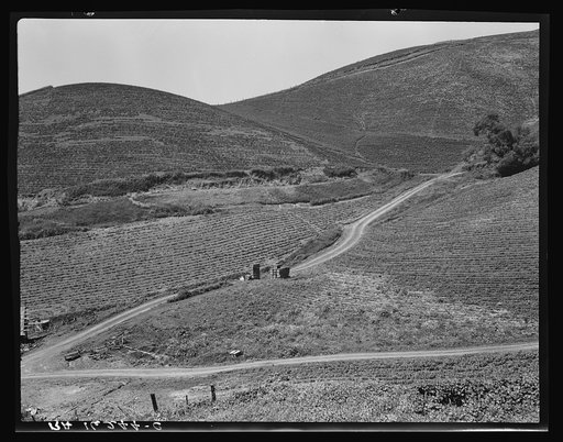 The pea fields of the California coast
