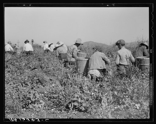 Picking peas near Nipomo, California. Wages: twenty-two cents a hamper