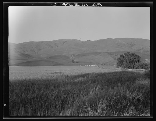 Migratory labor camp in the Santa Clara Valley, California