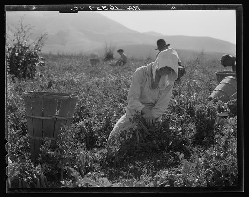 Migratory workers harvesting peas near Nipomo, California