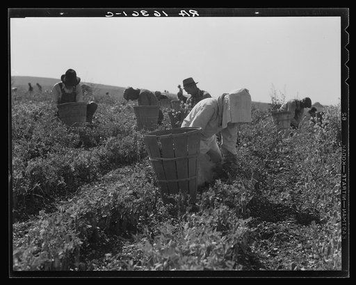 Migratory workers harvesting peas near Nipomo, California