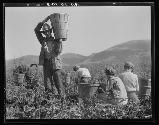Pea harvest. Family at work. Nipomo, California