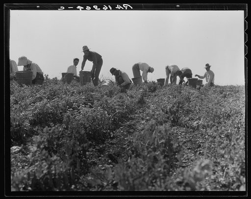 Harvesting peas requires large crews of migratory labor. Nipomo, California