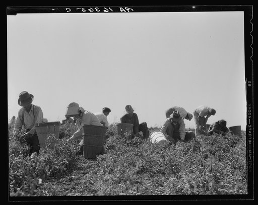 Untitled photo, possibly related to: Harvesting peas requires large crews of migratory labor. Nipomo, California