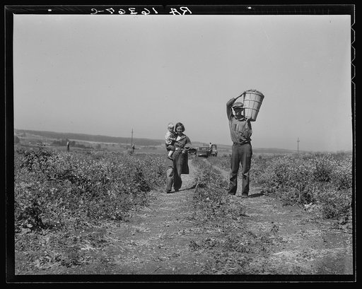 Drought refugees from Oklahoma at work in the pea fields near Nipomo, California