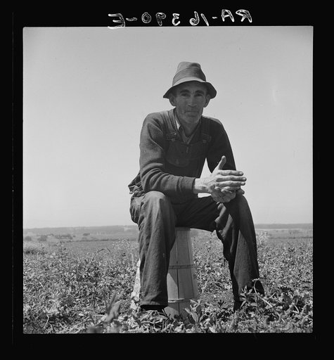 Strawberry grower from Oklahoma near Judsonia forced to join the migratory workers in California for the season because the 1936 drought caused a shortage of plants