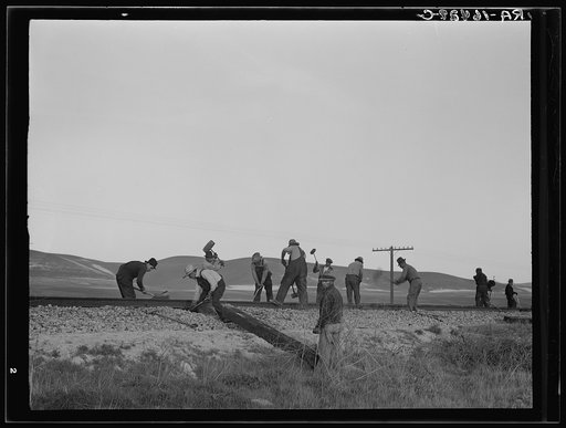 White section gang near King City, California. Before the depression this work was done entirely by Mexican labor
