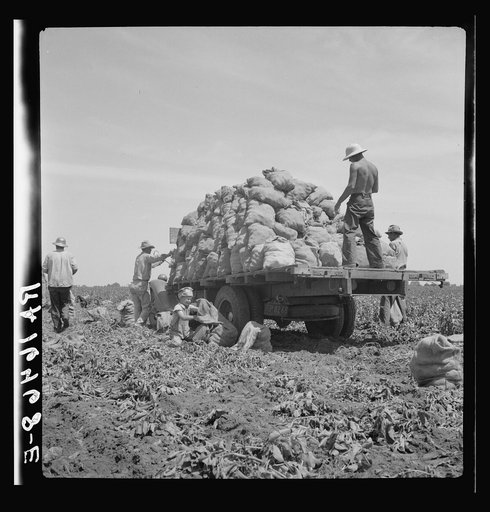 Truck being loaded as it goes down the rows. The pickers pick the potatoes from the ground and put them in sack which is suspended from their waist between their knees after the machine has dug them from the ground. This work requires endurance but no special skill. 1937 wages: forty cents an hour. 