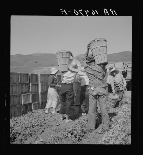 Picker carrying peas to the weighmaster. Near Santa Clara, California