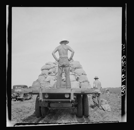 Potato truck in the field near Shafter, California
