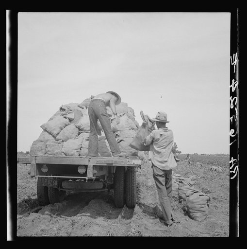 Loading a potato truck as it goes down the rows, Near Shafter, California