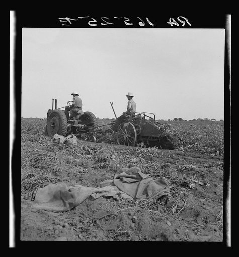 Mechanical potato digger near Shafter, California