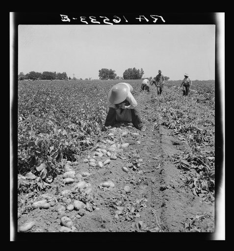 Near Shafter, California. Potatoes are dug by machines and strewn on the ground as the digger goes down the rows. The picker puts the potatoes into sacks suspended from their waist between their knees. The sacks are loaded onto the field trucks and taken to the sheds for sorting and grading. Potato 