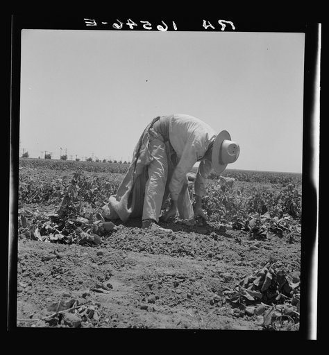 Migrant agricultural worker picking potatoes near Shafter, California