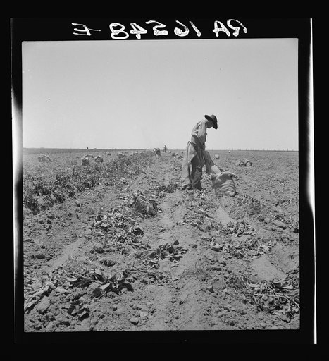 Potato field and pickers near Shafter, California