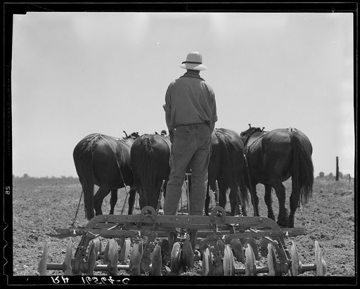 Disc used in corn fields in California. It is drawn by seven horses. Tulare County, California