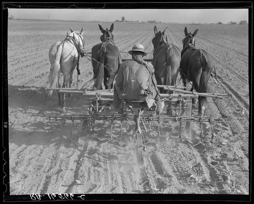 Cultivating beans with a four-row cultivator. Near Santa Ana, California