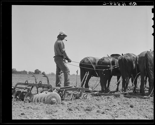 Disc drawn by seven horses used in the cornfields of California. Tulare County