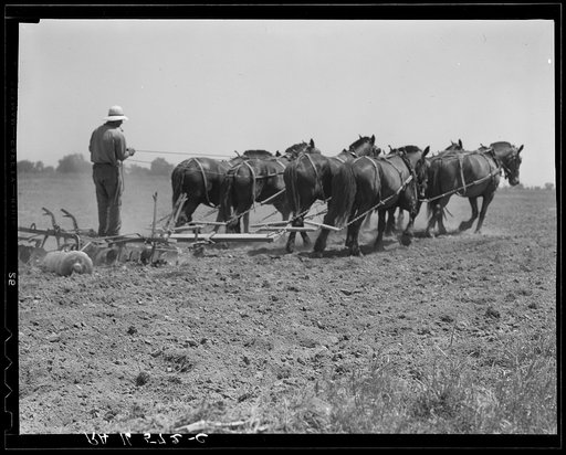 Seven-horse disc used in cultivating corn. Tulare County, California