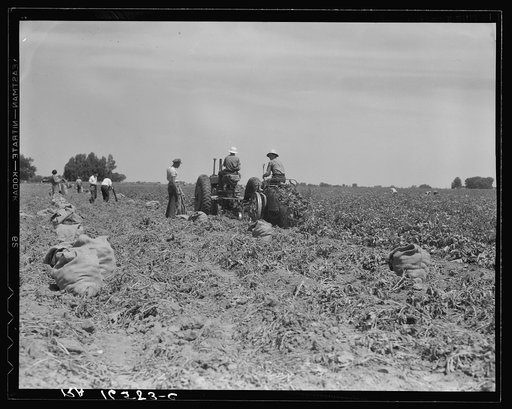 Mechanical potato digger in the field. Shafter, California
