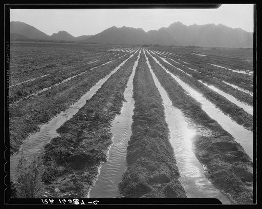 Irrigated field of cotton seventy miles from Phoenix, Arizona
