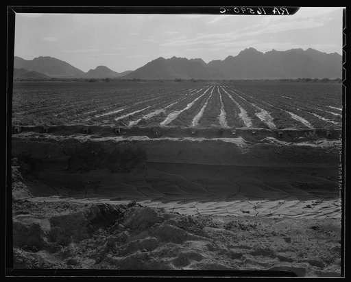 Irrigated fields of Acala cotton seventy miles from Phoenix, Arizona