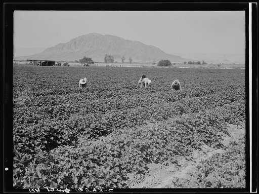 Untitled photo, possibly related to: Mexicans picking cantaloupes one mile north of the Mexican border. Imperial Valley, Califoria. 6:00 a.m. This is highly skilled labor